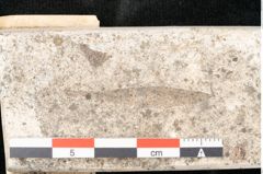 Foto (Detailansicht) von Laurinastrum dubium Unger (NHMW-GEO-2024-0188-8136)